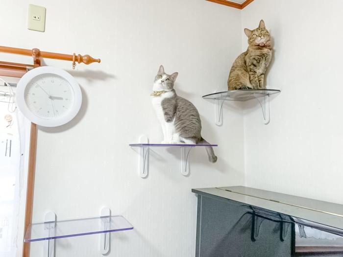 タカラ産業 キャットステップ PC30R（壁・コーナー用）ぷにっとした肉球が見える 商品画像3：ミスターエアコンＰＬＵＳ