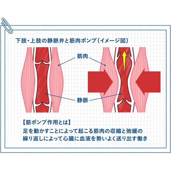 【SMサイズ】スリムウォーク メディカルリンパ（ストッキング） 着圧 美脚 ピップ むくみ 商品画像3：HOTMART PLUS