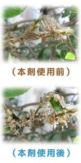 大日本除虫菊】金鳥 チャドクガ毒針毛固着剤（幼虫・毛虫） １８０ｍＬ