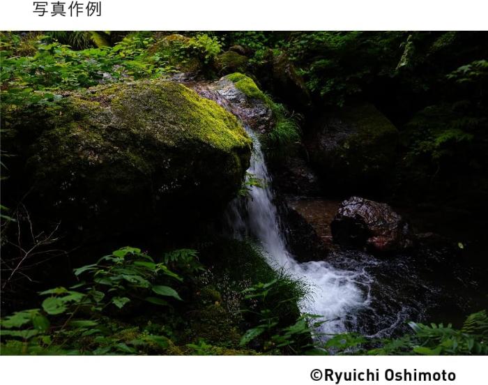 28-70mm F2.8 DG DN [ライカL用] 商品画像12：沙羅の木 plus