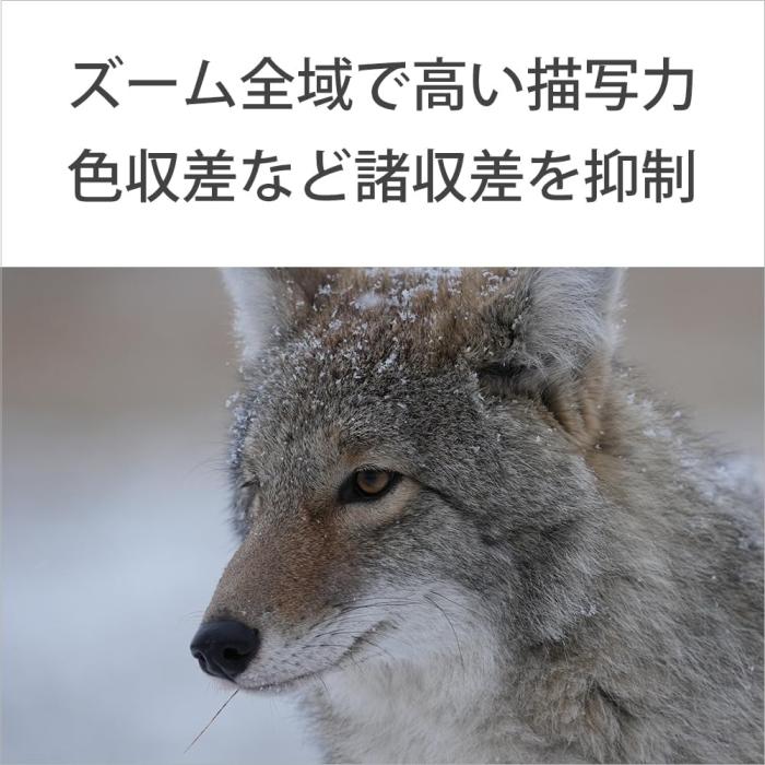 FE 400-800mm F6.3-8 G OSS SEL400800G 商品画像8：沙羅の木 plus