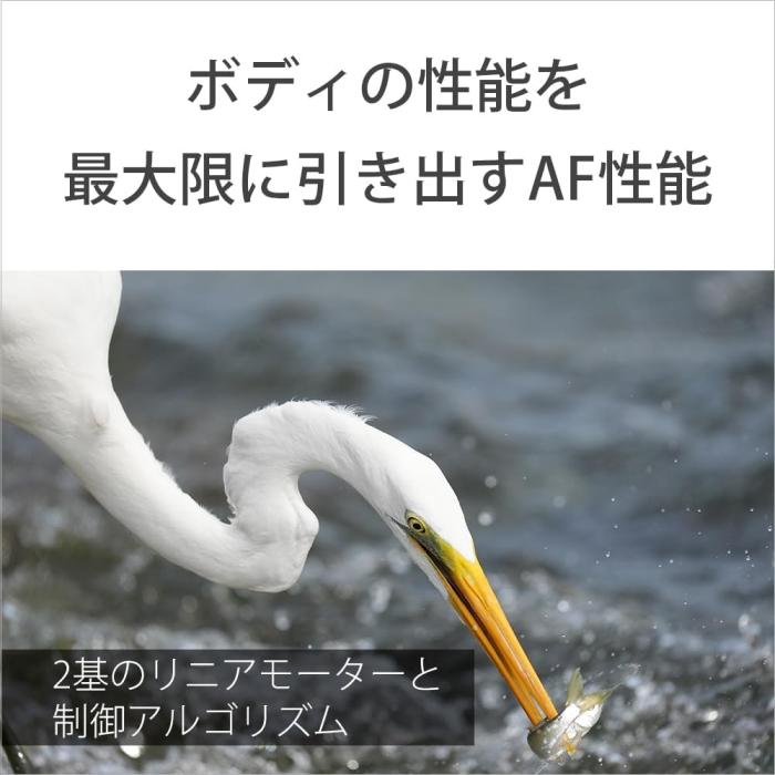 FE 400-800mm F6.3-8 G OSS SEL400800G 商品画像9：沙羅の木 plus