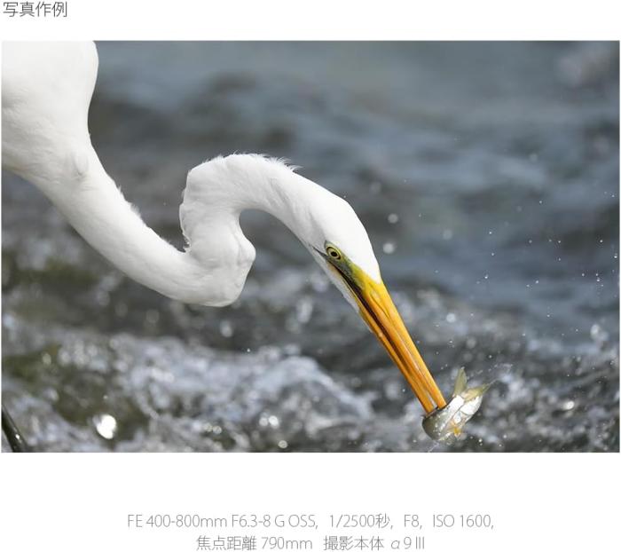 FE 400-800mm F6.3-8 G OSS SEL400800G 商品画像12：沙羅の木 plus