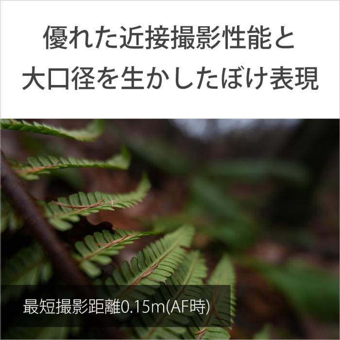 FE 16mm F1.8 G SEL16F18G 商品画像9：沙羅の木 plus