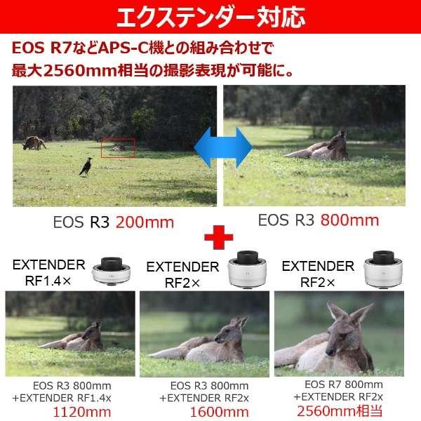 RF200-800mm F6.3-9 IS USM 商品画像6：沙羅の木 plus