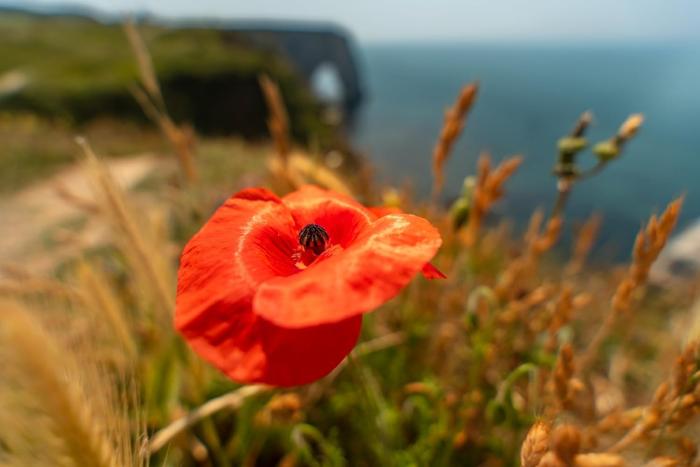 17-50mm F/4 Di III VXD (Model A068) 商品画像8：沙羅の木 plus