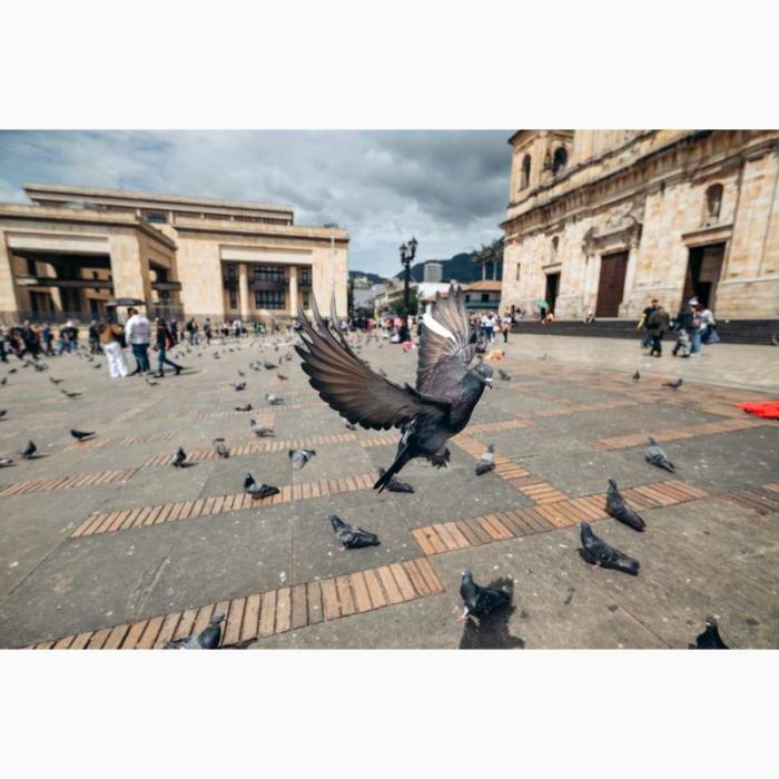 16-30mm F/2.8 Di III VXD G2 (Model A064) [ニコンZ用] 商品画像11：沙羅の木 plus