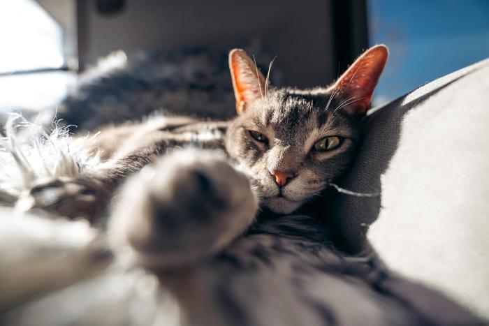 16-30mm F/2.8 Di III VXD G2 (Model A064) [ニコンZ用] 商品画像8：沙羅の木 plus