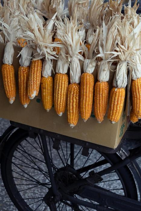 18-300mm F/3.5-6.3 Di III-A VC VXD (Model B061) [キヤノンRF用] 商品画像7：沙羅の木 plus