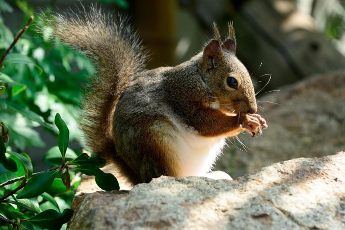 18-300mm F/3.5-6.3 Di III-A VC VXD (Model B061) [ニコンZ用] 商品画像8：沙羅の木 plus