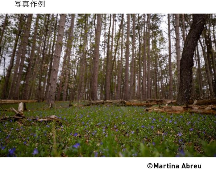 16-28mm F2.8 DG DN [ソニーE用] 商品画像8：沙羅の木