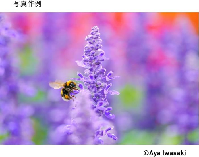 105mm F2.8 DG DN MACRO [ソニーE用] 商品画像9：沙羅の木