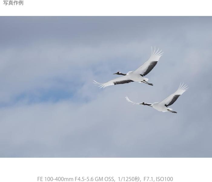 FE 100-400mm F4.5-5.6 GM OSS SEL100400GM 商品画像14：沙羅の木