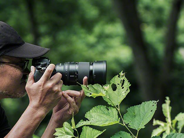 FE 100mm F2.8 Macro GM OSS SEL100M28GM 商品画像13：沙羅の木