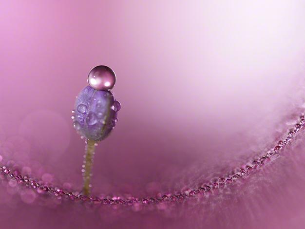 FE 100mm F2.8 Macro GM OSS SEL100M28GM 商品画像9：沙羅の木