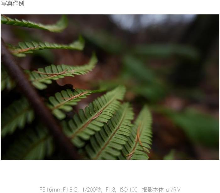 FE 16mm F1.8 G SEL16F18G 商品画像15：沙羅の木