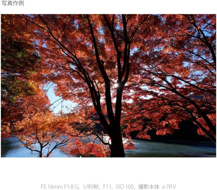 FE 16mm F1.8 G SEL16F18G 商品画像14：沙羅の木