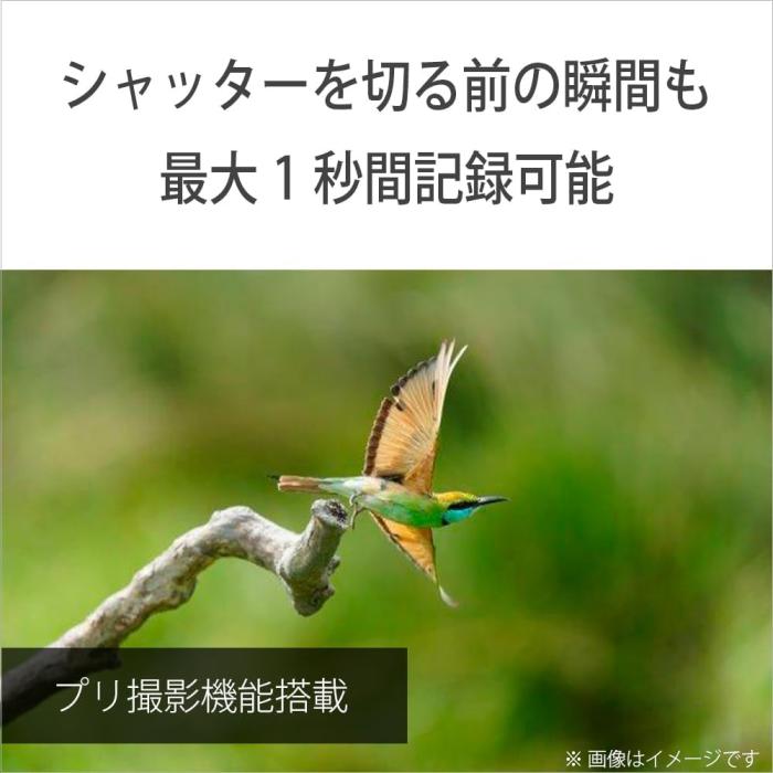 α7 V ILCE-7M5 ボディ 商品画像17：沙羅の木