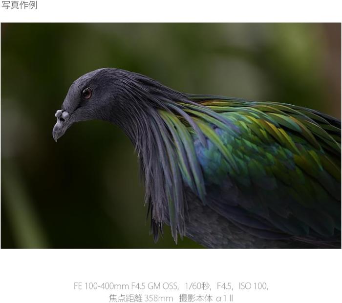 FE 100-400mm F4.5 GM OSS SEL100400MC 商品画像15：沙羅の木