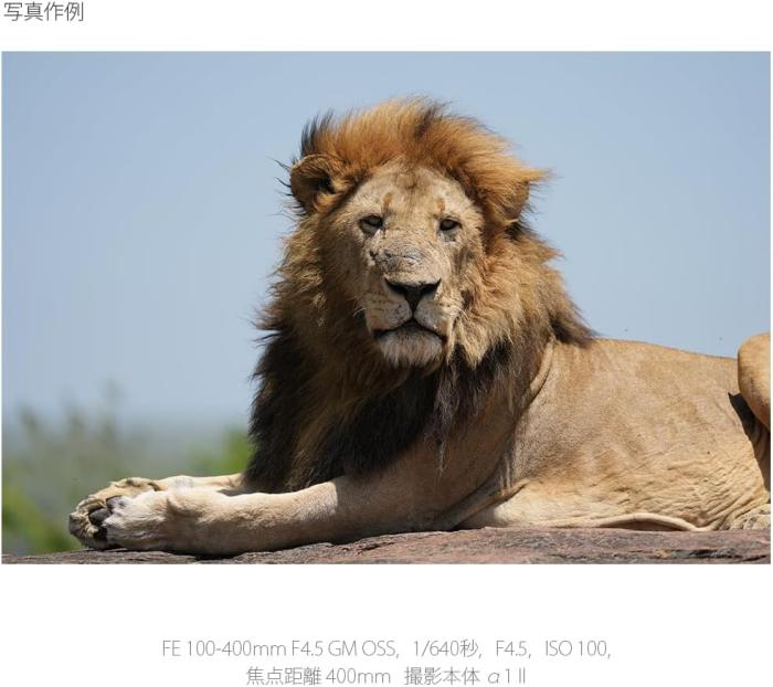 FE 100-400mm F4.5 GM OSS SEL100400MC 商品画像16：沙羅の木