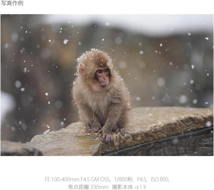 FE 100-400mm F4.5 GM OSS SEL100400MC 商品画像18：沙羅の木