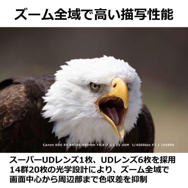 RF100-500mm F4.5-7.1 L IS USM 商品画像5：沙羅の木