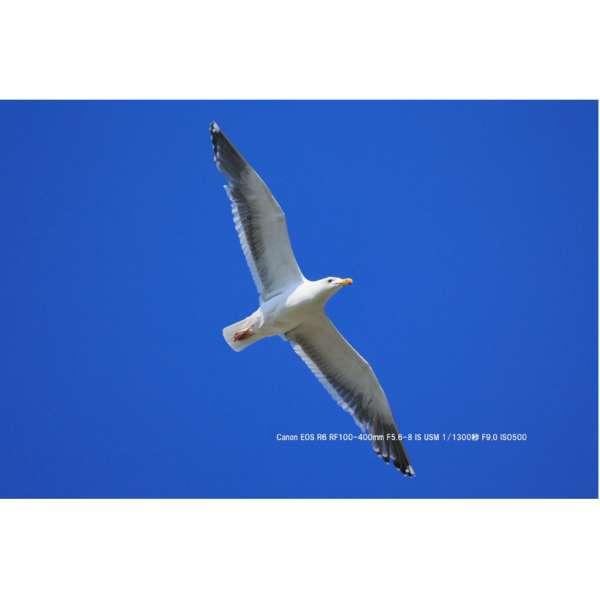 RF100-400mm F5.6-8 IS USM 商品画像10：沙羅の木