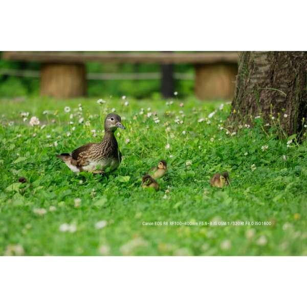 RF100-400mm F5.6-8 IS USM 商品画像12：沙羅の木