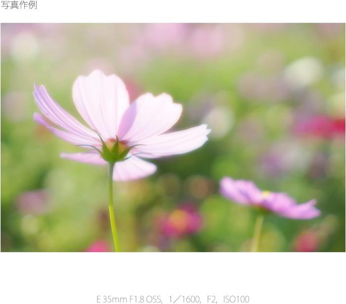 E 35mm F1.8 OSS SEL35F18 商品画像5：沙羅の木