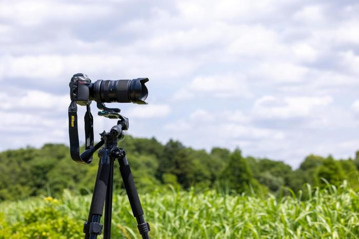 50-400mm F/4.5-6.3 Di III VC VXD (Model A067) [ニコンZ用] 商品画像4：沙羅の木