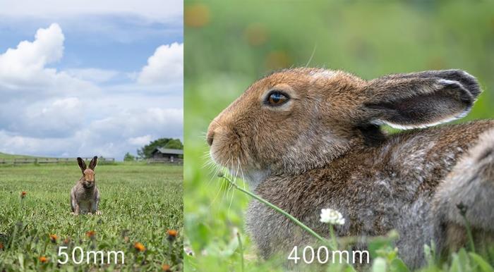 50-400mm F/4.5-6.3 Di III VC VXD (Model A067) [ニコンZ用] 商品画像6：沙羅の木