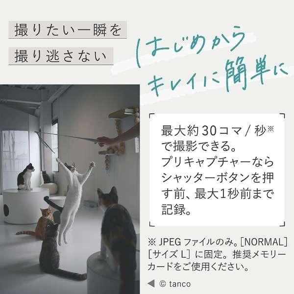Z50II 18-140 VR レンズキット 商品画像5：沙羅の木